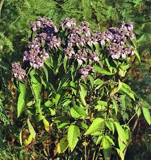 Image result for Haumaniastrum