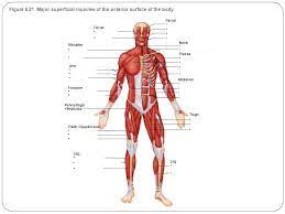Muscles of the anterior n… category: Major Superficial Muscles Of The Anterior Surface Of The Body Labeling Diagram Quizlet