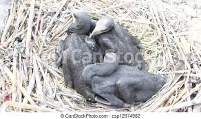 Baby Birds Of A Cormorant In A Nest Close Up Canstock