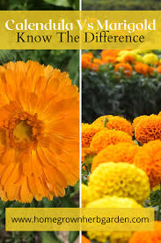 Pin On Gardening