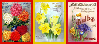Bulbs 3 for 2 offer 'drop in' bulb pods Flower Bulb Catalogs Flower Bulbs For Sale