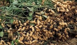 Percubaan pertama menanam kacang soya pada batas.benih online dari sunshine product trading. Menanam Kacang Di Rumah Di Ukraine Sayuran 2021