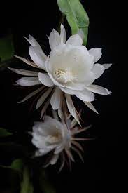 There is a lot more names given to this plant in different cultures the epiphyllum oxypetalum species like many other succulent plants and cactus plants has been found to be a native of southern mexico and parts. Queen Of The Night A Very Special Kind Of Orchid Cactus