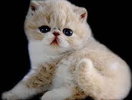 Anak kucing persia belajar jalan kitten persia peaknose. Daftar Harga Kucing Flatnose Terbaru Mei 2021