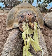 Gramma, a tartaruga de Galápagos mais velha do Zoológico de San Diego,  morre aos 141 anos | Mundo | Valor Econômico