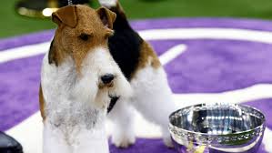 2021 westminster kennel club judging panel announcement scheduleget ready for a whole new westminster kennel club dog show experience! Westminster Dog Show 2020 Who Is Favorite What To Know For This Year