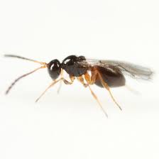 Check spelling or type a new query. Tiny Wasp From My Lawn Bugguide Net
