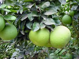Known for their huge fruit and intoxicating flower scents, pomelo, or pummelo, trees (citrus maxima) offer an alternative to the typical sour grapefruit. Pomelo World Crops Database