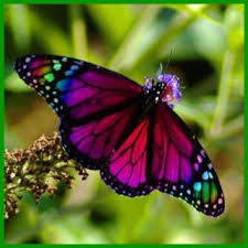 Butterfly Looks Like Its Made Of Stained Glass Beautiful Butterflies Butterfly Symbolism Rainbow Butterfly