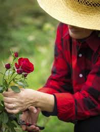 If the soil is moist or wet, put the watering plans on hold for a bit. Cir 344 Ep339 Growing Roses In Florida