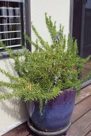 Image result for rosemary container