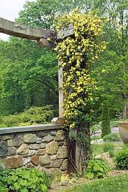 Carolina Jessamine A K A Yellow Jasmine Is Deer Resistant Would Look Great On Our Trellis In Th Evergreen Vines Climbing Plants Trellis Climbing Plants
