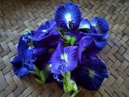 Mar 19, 2017 · lalu apa saja manfaat dan khasiat bunga telang, berikut inilah manfaatnya. Banyak Khasiat Warga Desa Brubuh Kompak Budi Daya Bunga Telang