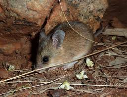 Image result for Pseudobromus