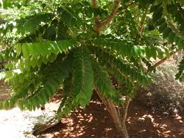 Image result for Phyllanthus boehmii