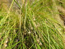 Image result for Coleochloa