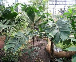 Image result for Aiphanes horrida