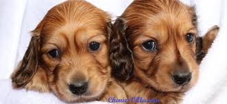 The cheapest offer starts at £300. Cheniesvilla A Breeder Of Pedigree Long Haired Miniature Dachshund Puppies For Sale