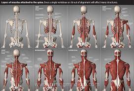 All muscles that are attached to the human rib cage have the inherent potential to cause a breathing action. Slipping Rib Syndrome Caring Medical Florida