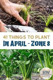 41 Things To Plant In April Zone 8 Spring Vegetable Garden Starting A Garden April Gardening
