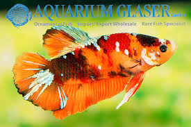 Hi, this time we made video collection of betta candy nemo top grade that we get from bettas lover all over the world. Betta Splendens Emerald Candy Aquarium Glaser Gmbh