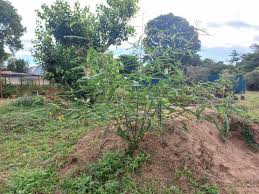 Image result for Sesbania macrantha