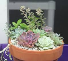 Marble is a stone which is widely used in today's world as it gives style and gentle glow in the modern. The Basic Dos And Don Ts For Succulents Sucs For You