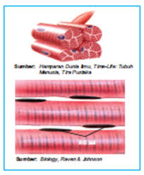 Jenis Jenis Jaringan Otot Berbagi Informasi Mengenai Ilmu Veteriner