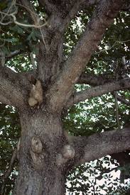 Image result for Terminalia gazensis