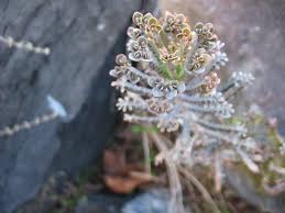 Image result for Bryophyllum tubiflorum