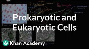 Although both animal and plant cells bear similarities, there are differences between plant and animal cells by from shape, size, organelles & functions. Prokaryotic And Eukaryotic Cells Video Khan Academy