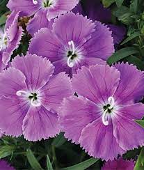 Diana S Blueberry Hybrid Dianthus Seeds And Plants Annual Flower Garden At Burpee Com Annual Flowers Container Flowers Flower Seeds