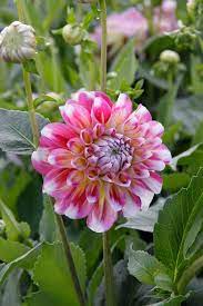 Dahlias 8 Great Looks Here S A Look At The Eight Most Common Flower Styles In The Dahlia Family Fotografii Cvetov Georginy Cvety