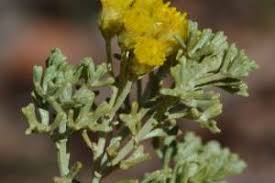 Image result for Pentzia