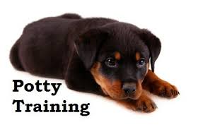 An untrained rottweiler can become a problem when he or she gets to be older. Pin On Dogs Are A Man S Bestfriend