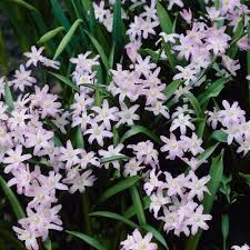 Image result for Tapinanthus forbesii