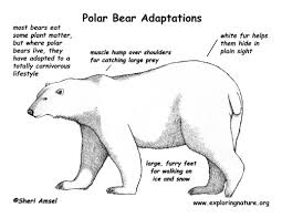Adaptation Examples Google Search Polar Bear Adaptations Polar Bears Activities Polar Bear