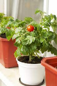 Ich wollte wissen ob ich tomaten in meiner wohnung wacshen lassen kann und wenn ja wie? Tomaten Auf Der Fensterbank So Gedeihen Sie Prachtig