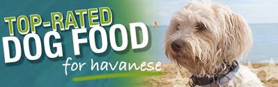 what is the best dog food for havanese