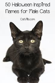 Pin On Animals Pets