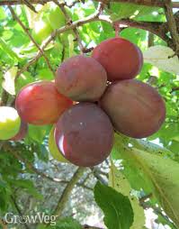 Changing your store affects your localized pricing and pickup locations to new items added to cart. Planting Bare Rooted Fruit Trees