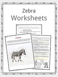 So where do zebras live in the wild? Zebra Facts Worksheets Species Habitat Information For Kids