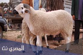 Jul 03, 2021 · الرئيسية/اهم الأخبار/ معبر باب الهوى للسوريين في تركيا : Aanekwbgywexlm