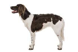 We did not find results for: Small Munsterlander Dog Breed Information American Kennel Club