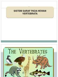 Sistem koordinasi pada hewan meliputi sistem saraf beserta indra dan sistem endokrin (hormon). Sistem Saraf Pada Vertebrata12