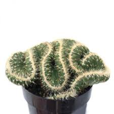 Protegidos por una capa exterior de espinas, los cactus soportan algunos de los suscríbete y activa la campanita de notificaciones para que no te pierdas ninguno de nuestros trabajos recientes. 13 Cactus Raros Y Donde Encontrarlos 2021