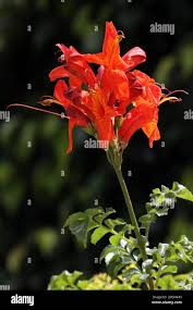 Image result for Tecomaria nyassae