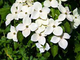 Taller plants, such as some of the larger varieties of magnolia, can provide shade for patio and deck areas. Planting Dogwood Kousa Tree How To Take Care Of Kousa Dogwoods