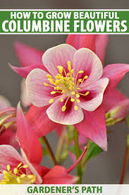 Browse 1,751 columbine flower stock photos and images available, or search for peony or cardinal flower to find more great stock photos and pictures. How To Grow And Care For Columbine Flowers Gardener S Path