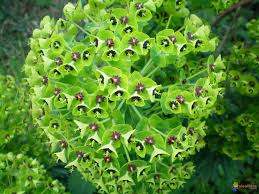 Euphorbe Characias Euphorbe
